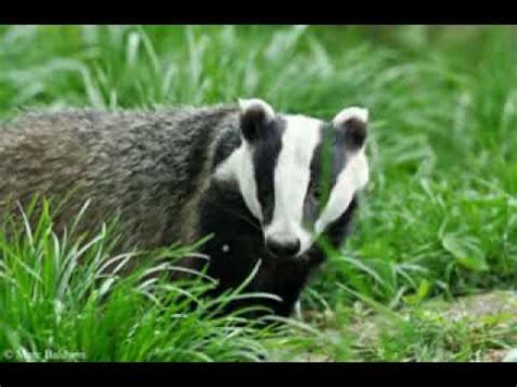 European badger sounds - YouTube