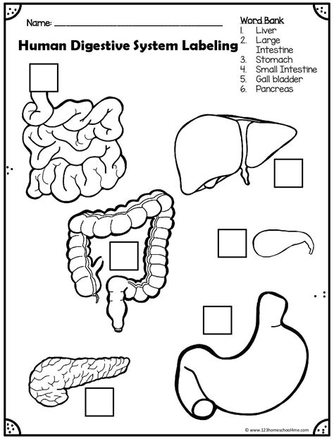 Digestive System Printable Worksheets