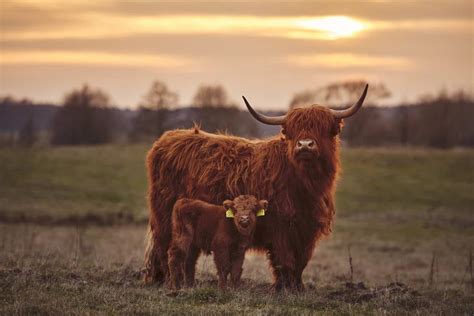 Highland Cows - Breed Profile, Facts & Photos