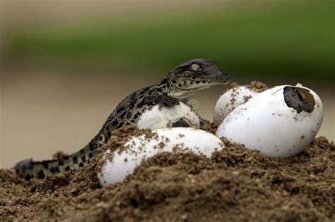 Crocodile Hatching stock image. Image of photographs - 13241615
