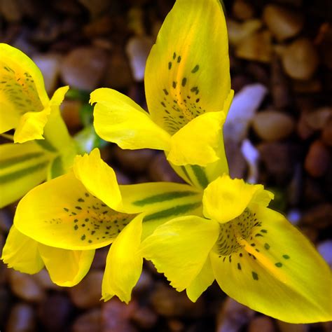 GardenersDream Iris Danfordiae Mixed Indoor Outdoor Spring Flowering Bulbs Plants from ...