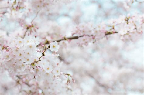 Nashville's Cherry Blossom Tree Controversy is Part of a Bigger Problem