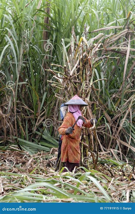 Harvesting sugar cane editorial image. Image of central - 77191915