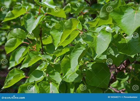 LEAVES of APRICOT TREE stock image. Image of background - 94568271