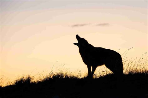 What Does it Mean When Coyotes Howl Alone or Together?