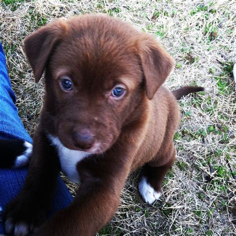 Chocolate Lab Golden Retriever Mix Puppies - golden retriever chocolate lab mix - Pets | Cute ...