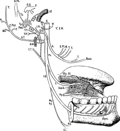 Inferior Maxillary Nerve, vintage illustration. 35461239 Vector Art at Vecteezy