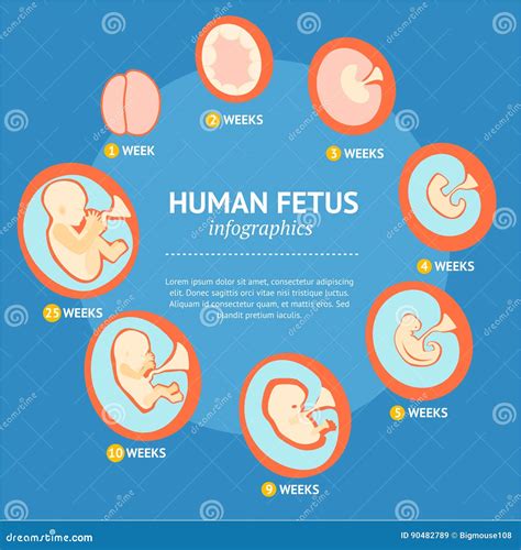 Pregnancy Fetal Growth Stage Development Infographic Menu. Vector Stock ...