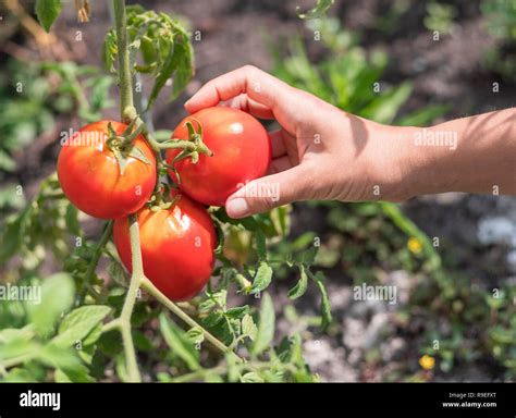 Tomato harvesting. Female hand picking tomatoes from plant Stock Photo ...