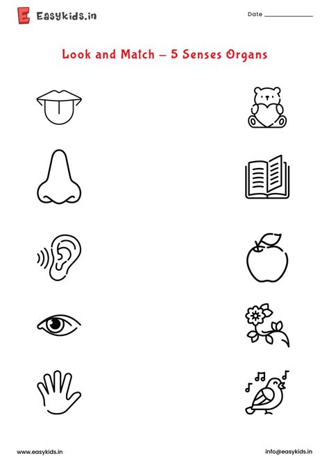 5 Senses Organs - Look and Match worksheet - Worksheets Library