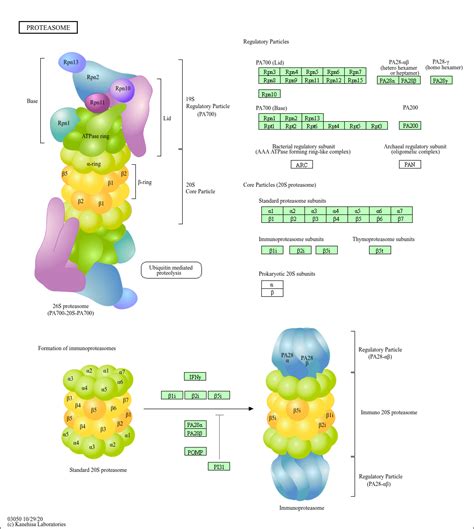 Proteasome - Figure 2 from p62 links the autophagy pathway and the ...