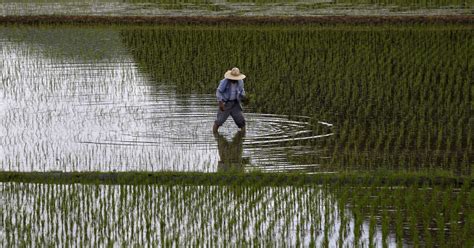 In Japan, national security threatened by the disappearance of rice ...