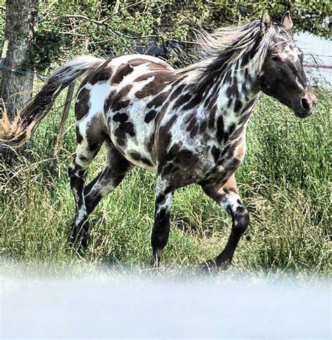 PRATT SULLY FIRE, DREA FOUNDATION APPALOOSA | Appaloosa, Horses ...