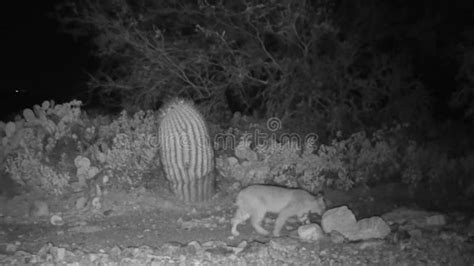 Bobcat Hunting at Night in Sonoran Desert - Tucson, Arizona Stock Video ...