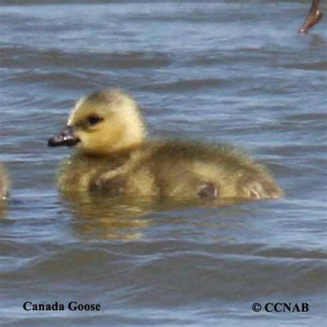 Canada Goose (Branta canadensis) - CANG