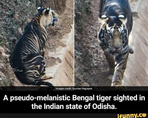 Images credit: Soumen Bajpayee A pseudo-melanistic Bengal tiger sighted in the Indian state of ...