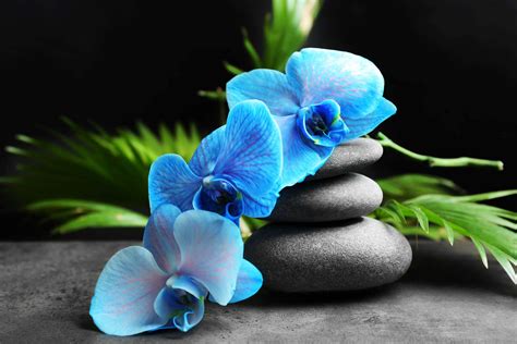 Blue Orchid Meaning & Symbolism: A Detailed Guide - Petals And Hedges