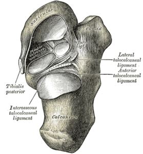 Subtalar Joint - Physiopedia