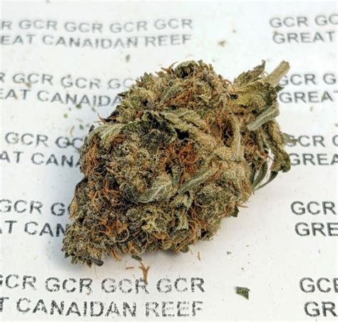 Pink Gorilla BC AA (Low As $3.18 per gram tax included) - GreatCannaReef