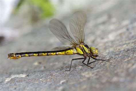 Dragonfly Totem & Spirit Animal | Meaning