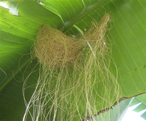 Hooded oriole nest shown up close. House Sparrow Nest, Brown Thrasher ...