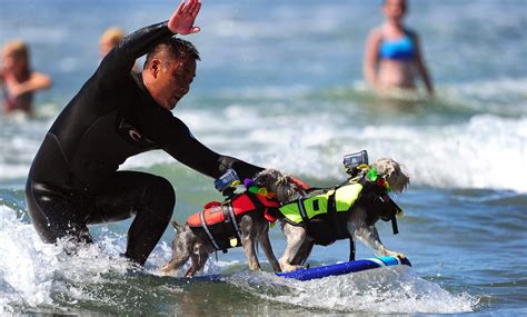 Images Archival Store: Annual Dog Surfing Competition