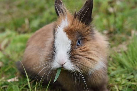 Rabbit Dwarf Nalo - Free photo on Pixabay