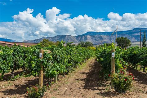 How to bike the Fruit and Wine Byway in Palisade, Colorado - Colorado Wine