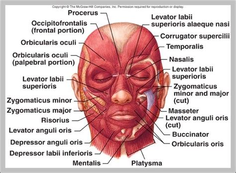 Muscles of facial expression – Graph Diagram