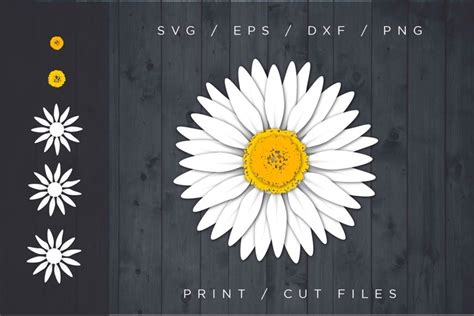 Daisy svg, Cut file, Flower svg, Layered SVG (757054)