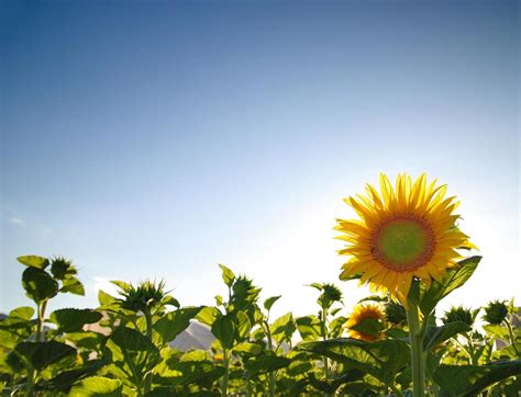 Sunflower field view 12767736 Stock Photo at Vecteezy