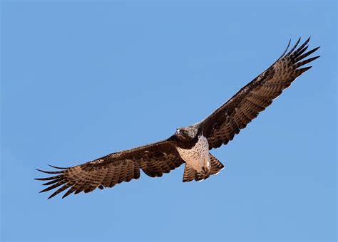 Martial Eagle In Flight