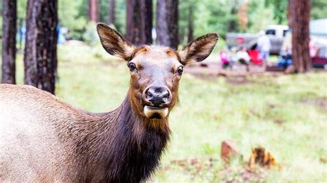 How To Protect Yourself From Wildlife While Camping