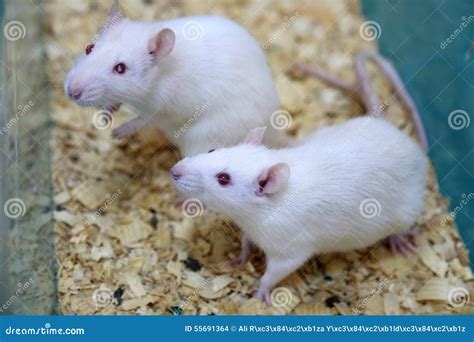 White (albino) Laboratory Rats Stock Photo - Image of behaviour, germs: 55691364