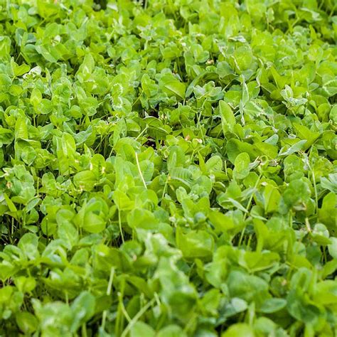 Clover King Deer Food Plot Seed - Bulk Clover Seeds