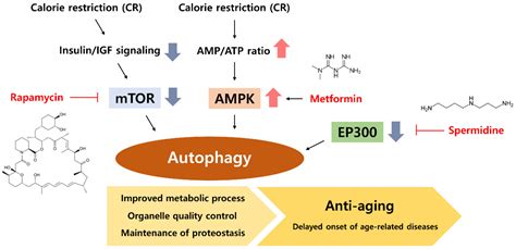 Nutrients | Free Full-Text | The Effects of Calorie Restriction on Autophagy: Role on Aging ...