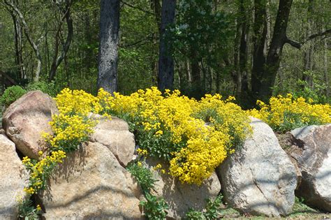 Yellow Alyssum Seeds | [+] Alyssum Garden