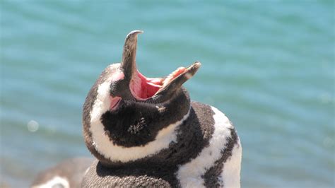 Patagonia Wildlife... by ssabbath on DeviantArt