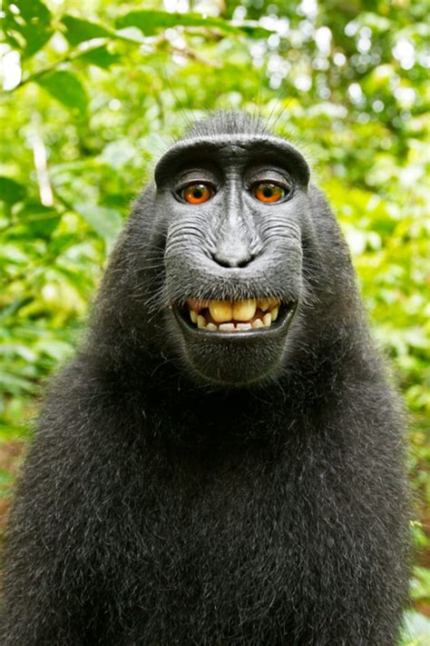 If a monkey takes a selfie in the forest, who owns the copyright? No one, says Wikimedia. - The ...