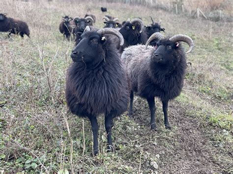 Hebridean sheep | Kent Wildlife Trust