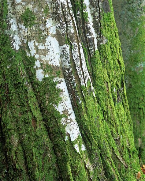 Moss And Lichen Photograph by Martin Bond/science Photo Library - Fine ...