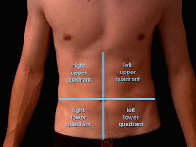 Anatomy and Physiology I Coursework: Four Abdominopelvic Quadrants