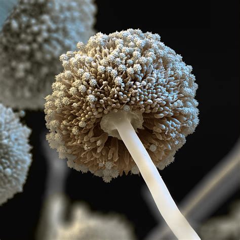 Aspergillus Niger