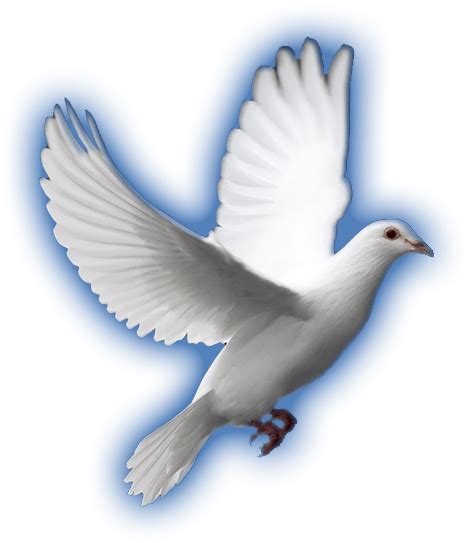 White Dove Peace Symbol Nature Illustration Free PNG | PNG All