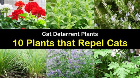 Cat Deterrent Plants - 10 Plants That Repel Cats