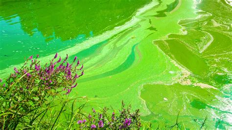 Controlling light could leave toxic algae dead in the water, MU ...