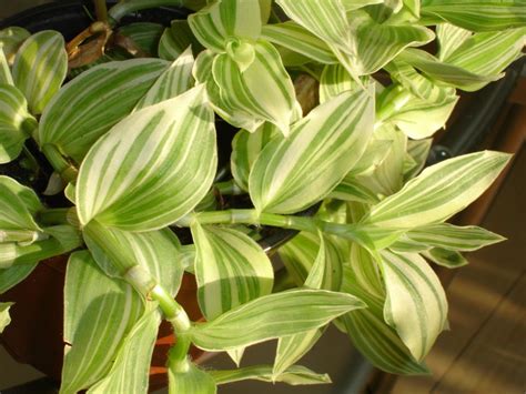 Tradescantia Varieties: 15 Common And Rare Wandering Jew Plants - The ...