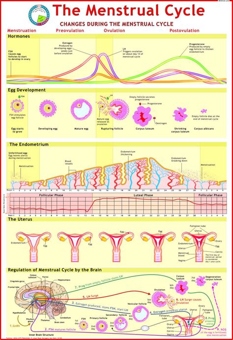 The Menstrual Cycle |Menstrual Cycle In Hindi |Female, 60% OFF