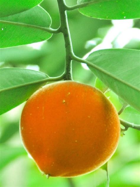 Polynesian Produce Stand : ~MABOLO~ Velvet Apple Fruit Tree Diospyros blancoi LIVE RARE SEEDLING