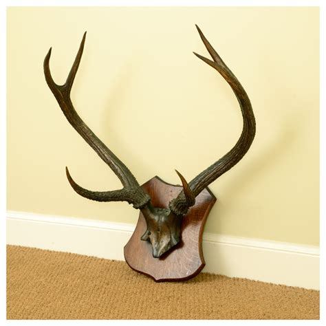 Pair Of 19th Century Sambar Deer Antlers | 653560 | Sellingantiques.co.uk